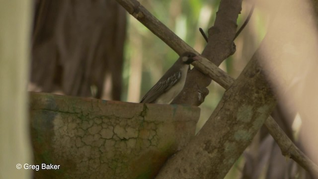 Büyük Balkılavuzu - ML201794381