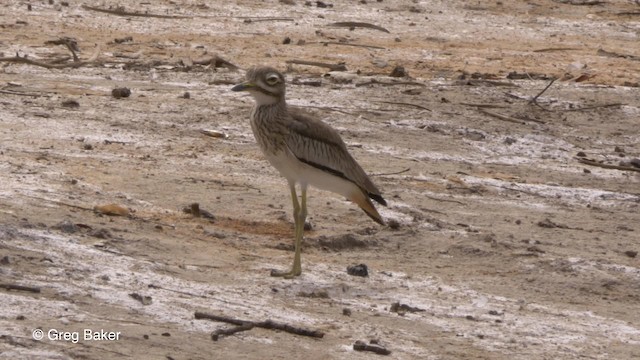 Senegal Thick-knee - ML201794391