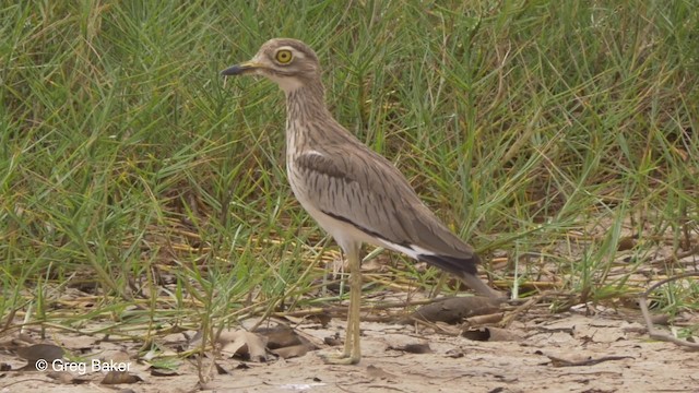 Senegal Thick-knee - ML201794401