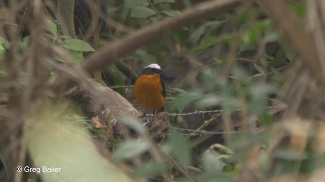 White-crowned Robin-Chat - ML201794411