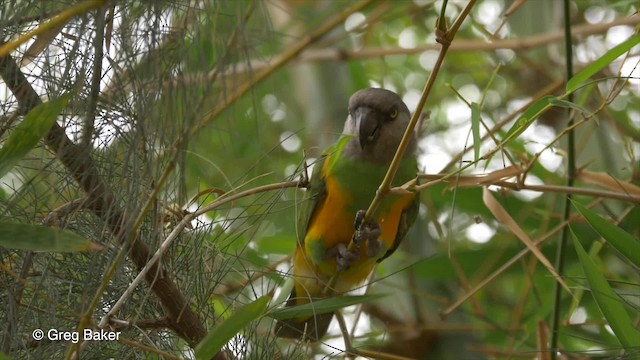 ネズミガシラハネナガインコ - ML201794431