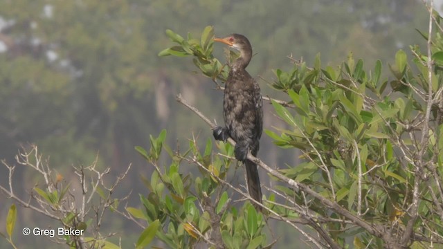 Long-tailed Cormorant - ML201794441