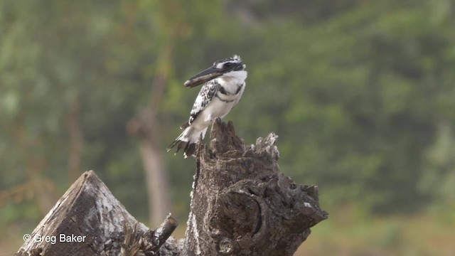 Pied Kingfisher - ML201794461