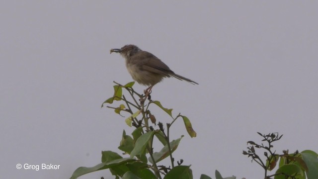 Tawny-flanked Prinia - ML201794471