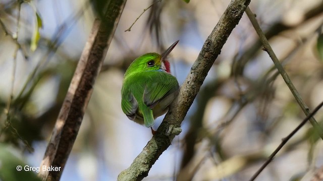 Cuban Tody - ML201794601