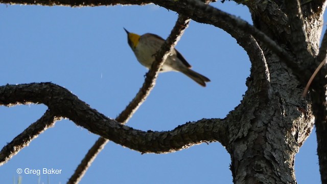 Olive-capped Warbler - ML201794621