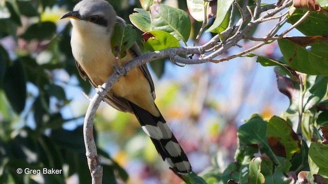 Mangrove Cuckoo - ML201794641