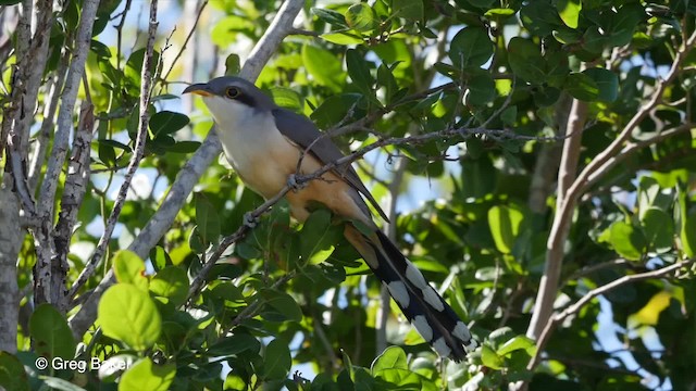 Mangrovekuckuck - ML201794651