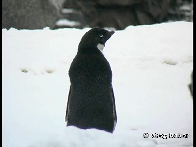 Adelie Penguin - ML201794701