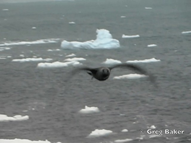 South Polar Skua - ML201794731