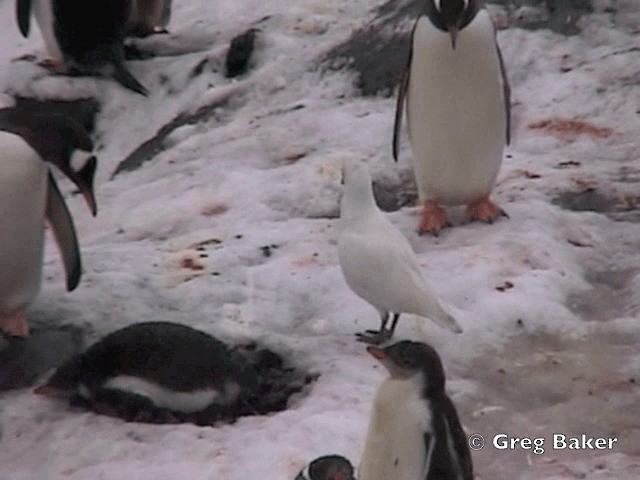 Snowy Sheathbill - ML201794751