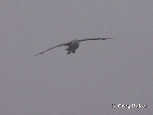 Southern Giant-Petrel - ML201794851