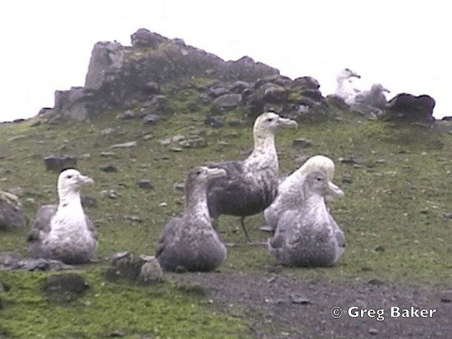 Southern Giant-Petrel - ML201794861