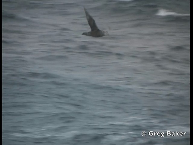 Southern Giant-Petrel - ML201794871