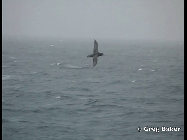 Southern Giant-Petrel - ML201794881