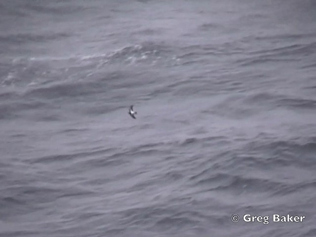 Black-bellied Storm-Petrel - ML201794901