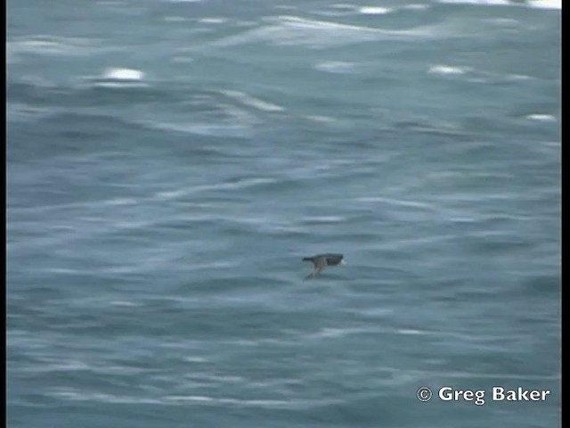 White-chinned Petrel - ML201794911