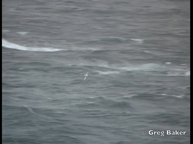 Snow Petrel - ML201794951