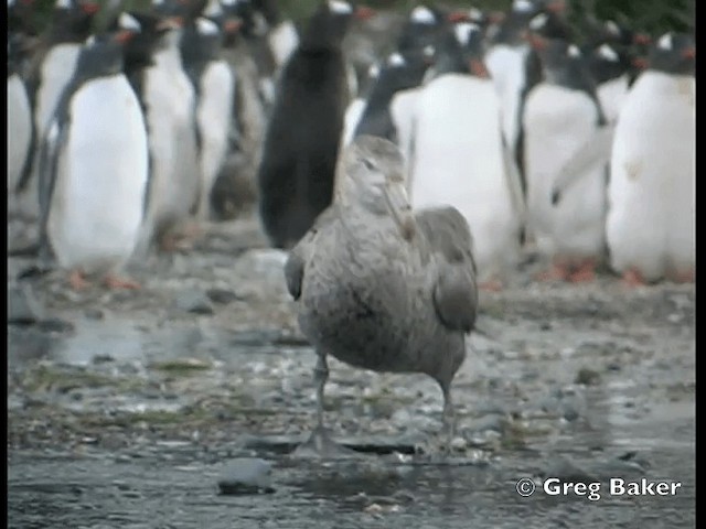 Southern Giant-Petrel - ML201794981