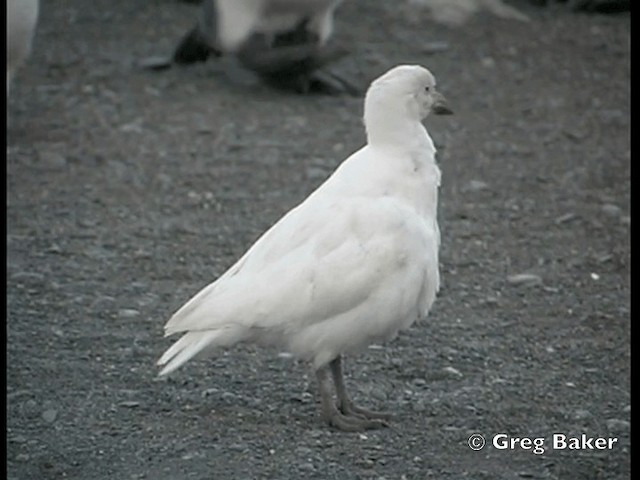 Snowy Sheathbill - ML201795031