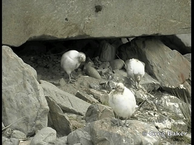 Picovaina de las Malvinas - ML201795041