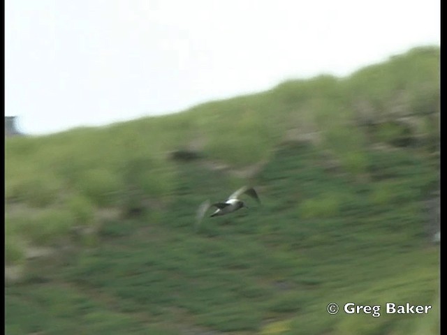 Light-mantled Albatross - ML201795051