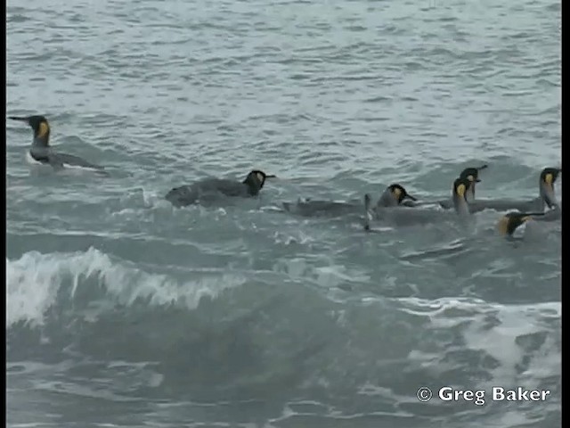 tučňák patagonský - ML201795061