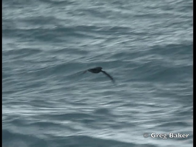 White-chinned Petrel - ML201795071