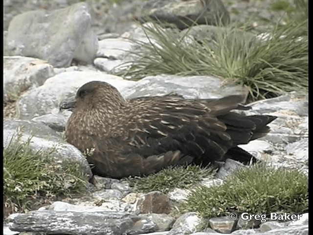 Brown Skua (Subantarctic) - ML201795091