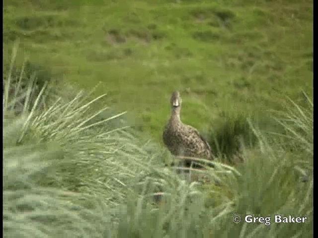 Yellow-billed Pintail (South Georgia) - ML201795101