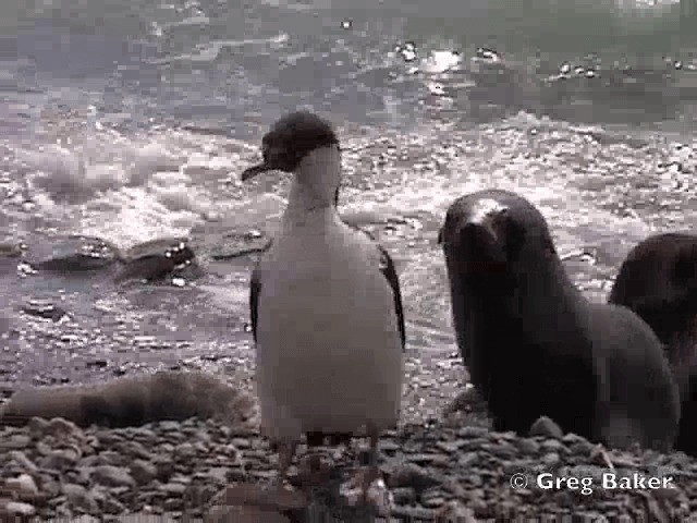 South Georgia Shag - ML201795111