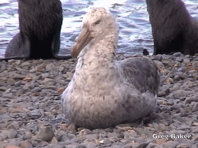 Northern Giant-Petrel - ML201795121