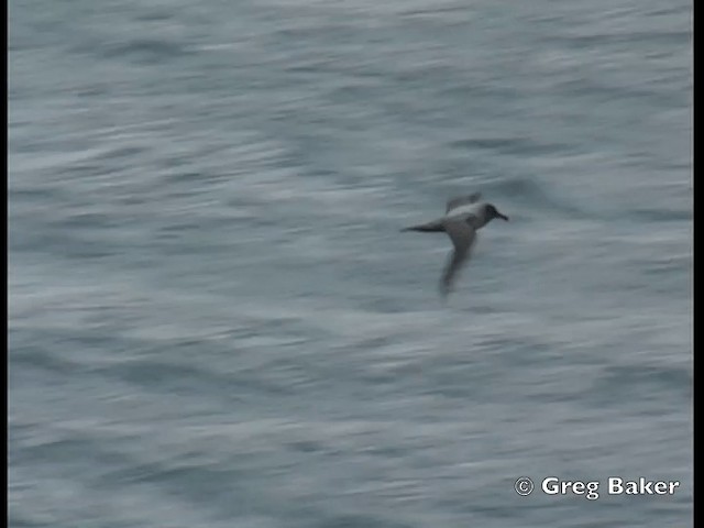 Graumantelalbatros - ML201795141