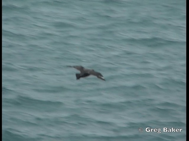 Brown Skua (Subantarctic) - ML201795181