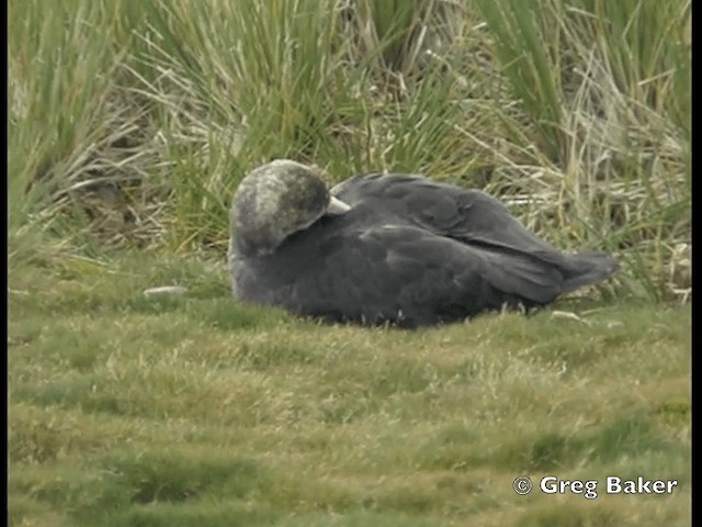 Riesensturmvogel - ML201795201