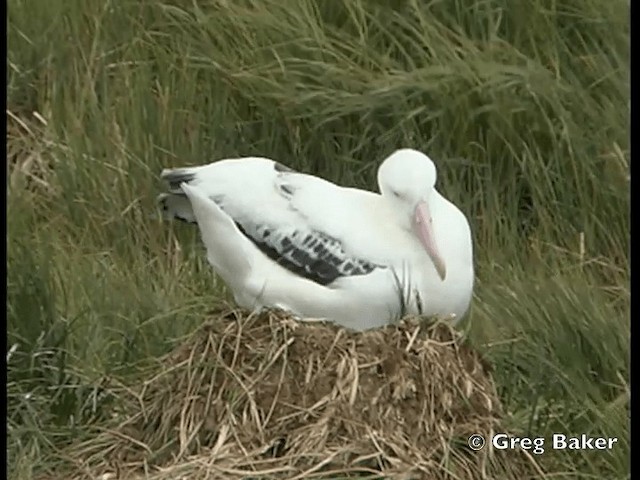 Ak Gezgin Albatros - ML201795241