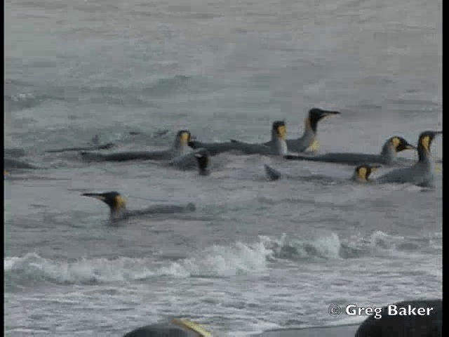 オウサマペンギン - ML201795281