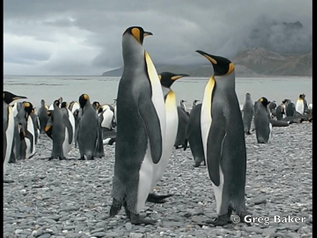 Королевский пингвин - ML201795311