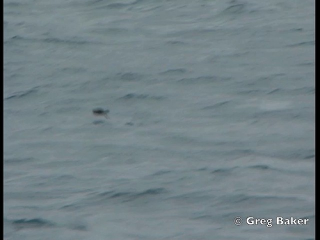 黃蹼洋海燕(oceanicus/exasperatus) - ML201795331