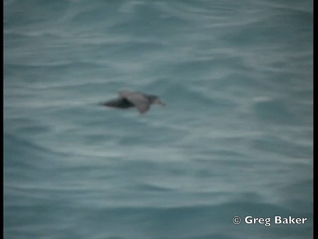 Northern Giant-Petrel - ML201795341