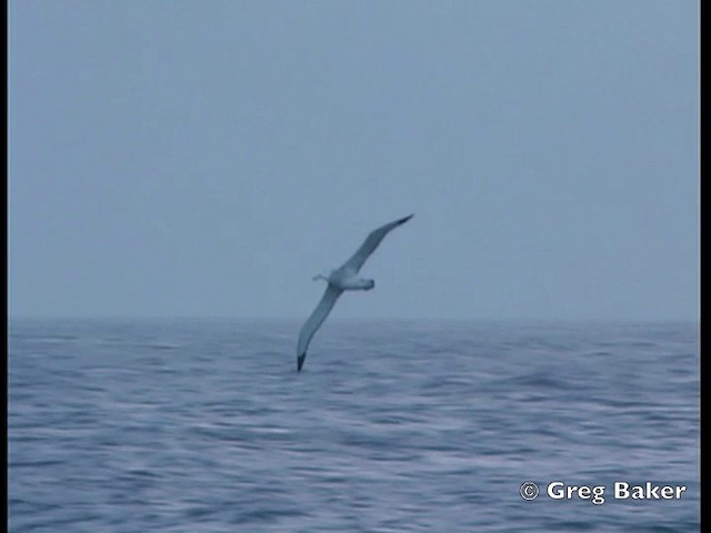 Ak Gezgin Albatros - ML201795381