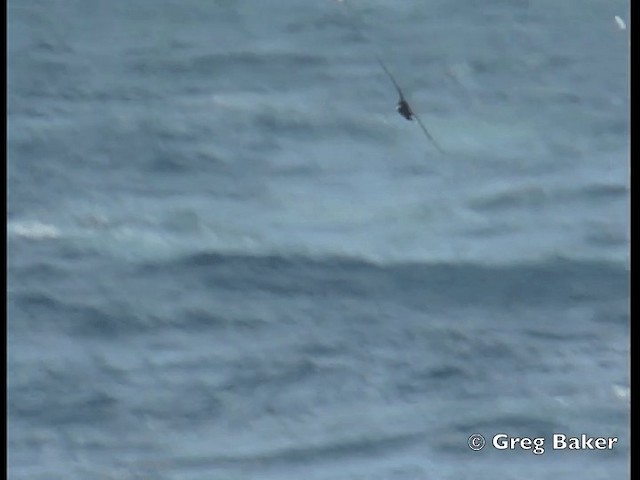 Puffin à menton blanc - ML201795401