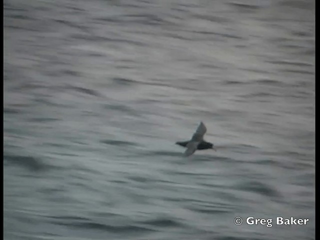 Southern Giant-Petrel - ML201795441