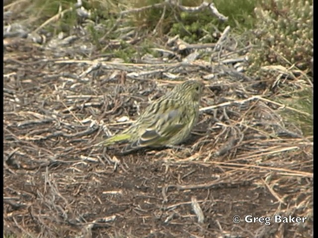 White-bridled Finch (Falkland) - ML201795471