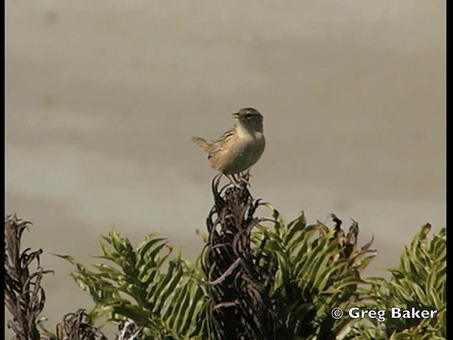 コバシヌマミソサザイ（hornensis／falklandicus） - ML201795491