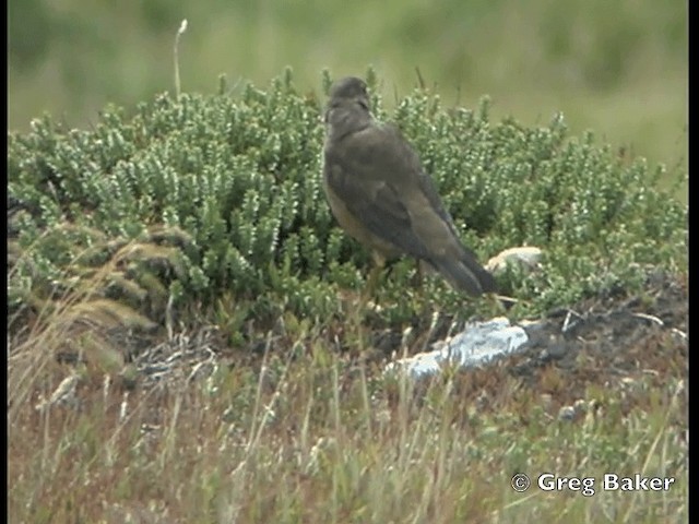 Zorzal Patagón (Malvinas) - ML201795501