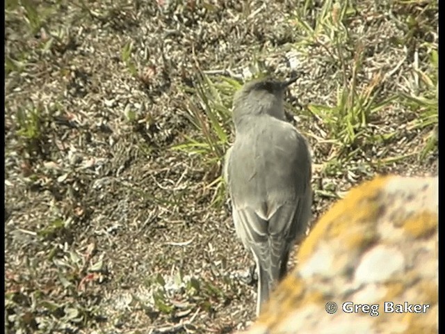 Dormilona Carinegra (maclovianus) - ML201795511