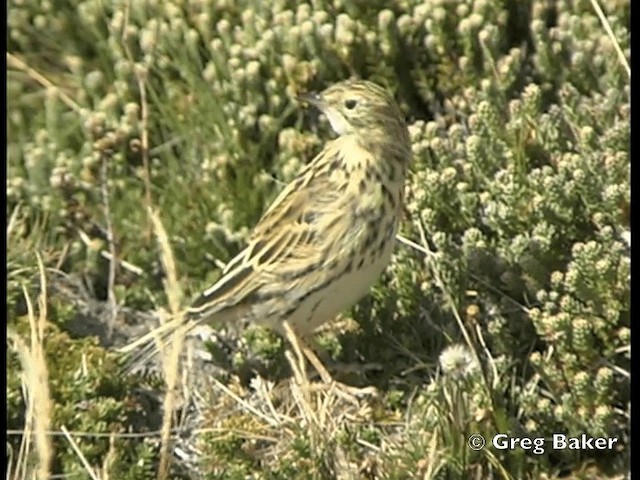 Correndera Pipit (Falklands) - ML201795551