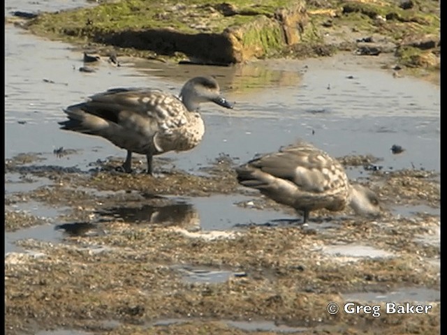 Crested Duck - ML201795601