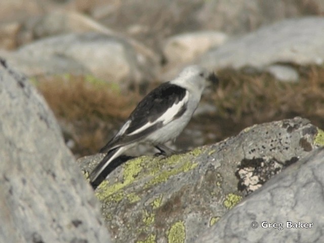 Snow Bunting - ML201795651